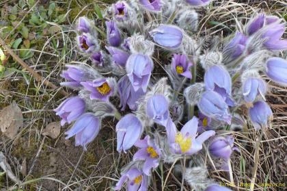 Pulsatilla grandis